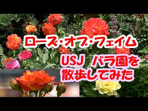 USJバラ園ローズ・オブ・フェイム♪アメリカの庭園のような美しい風景と花に癒される動画