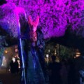 【USJ】妖艶なフォトジェニックスポット『呪われた薔薇園』完全攻略！【大人ハロウィーン】