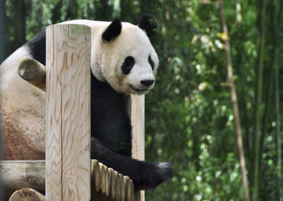 上野動物園　パンダ